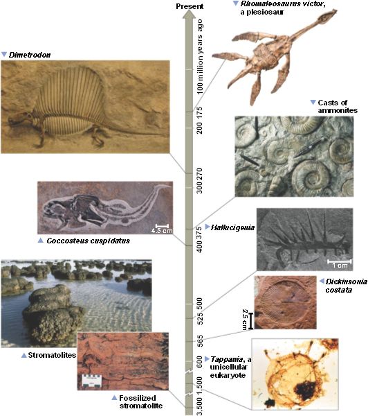 list of sedimentary rocks
