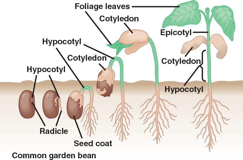 The radicle (embryonic root) first emerges from the germinating seed.