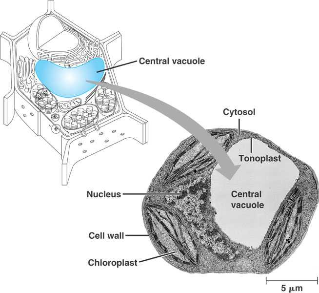 animal cell vacuole. Plant cells contain a large