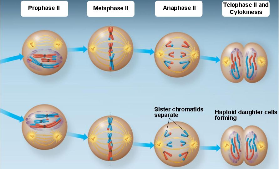 animal cell undergoing mitosis. Meiosis II is similar to