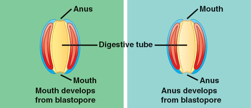 Protostome+and+deuterostome+development