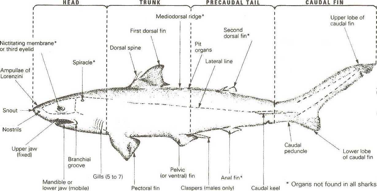 dogfish shark circulatory system. dogfish shark skeleton.