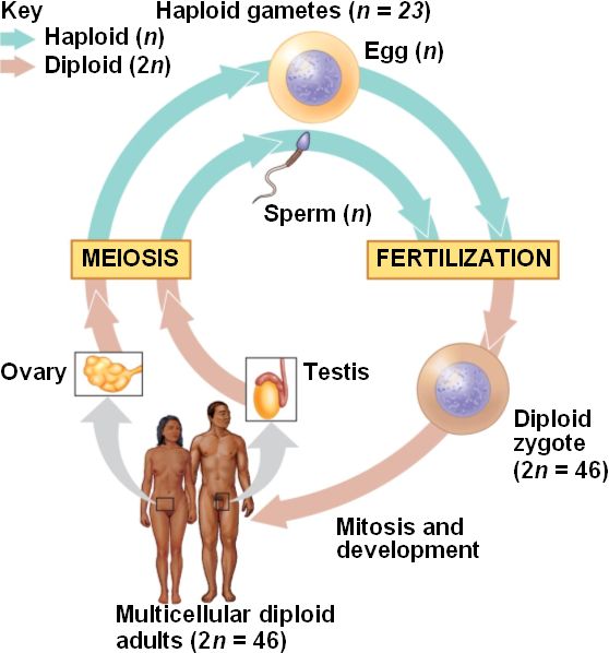 HeatherReddemann - P. Reproductive Physiology