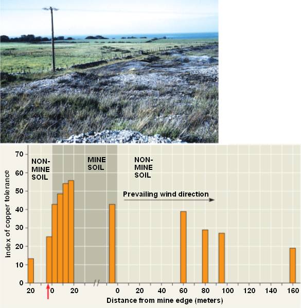 Gene flow html 23 12 GeneFlowBentGrass L jpg
