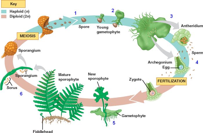 One Cell in the Sea in the Beginning Biology Diagrams