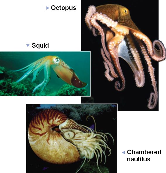 Phylum+mollusca+class+cephalopoda