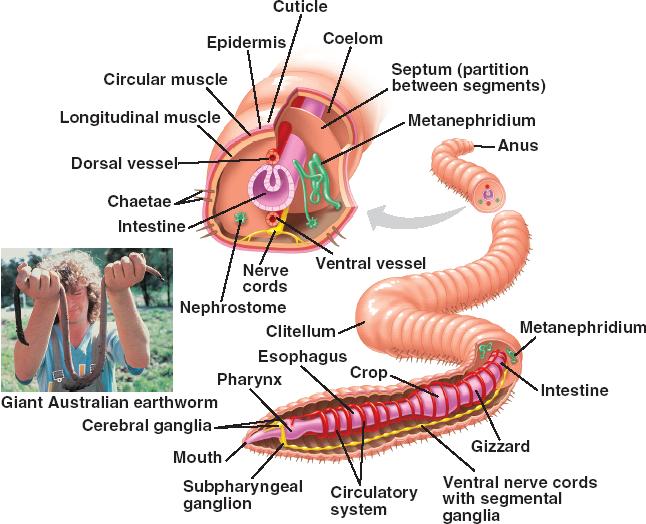 Earthworms have "few chaetae" (setae), which are bristles made of chitin 