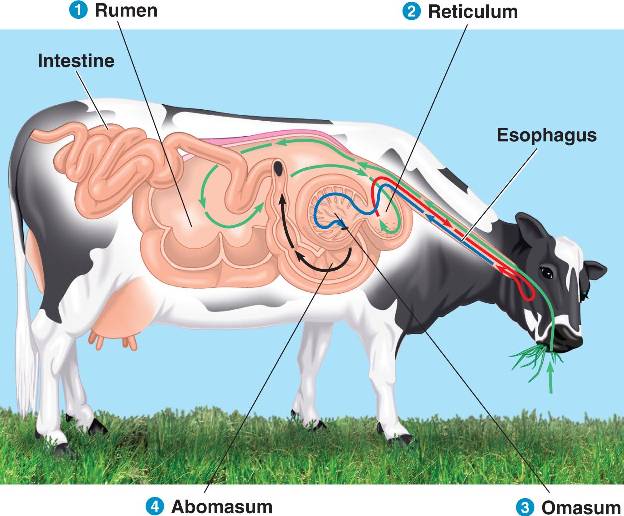 digestion in mammals | Katy Perry Buzz