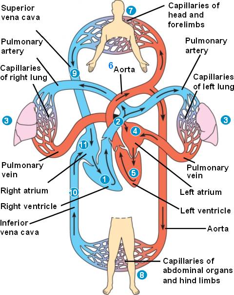 circulatory system functions. circulatory system functions. the circulatory system; the circulatory system