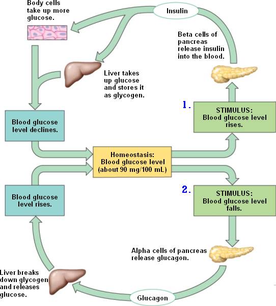 Blood Glucose Negative Feedback Loop