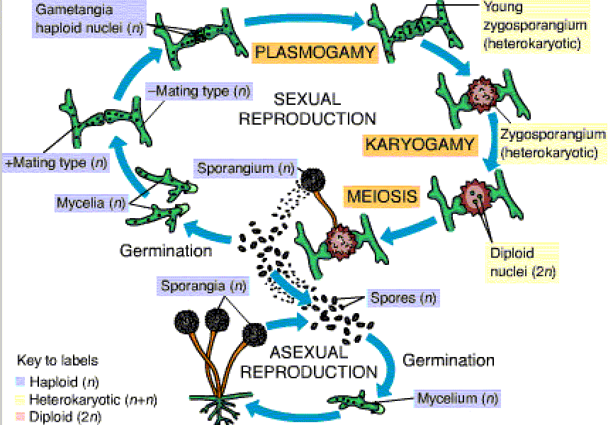 Chapter 31: Fungi Chapter 31: Fungi