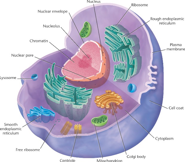 In eukaryotes, DNA is found mainly in the nucleus in chromosomes bound with