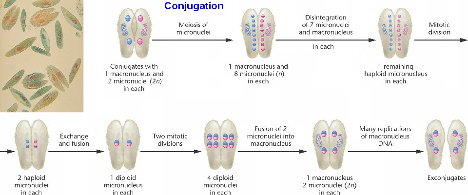 Paramecium_conjugation.html 09_10-Paramecium_conjugation.jpg