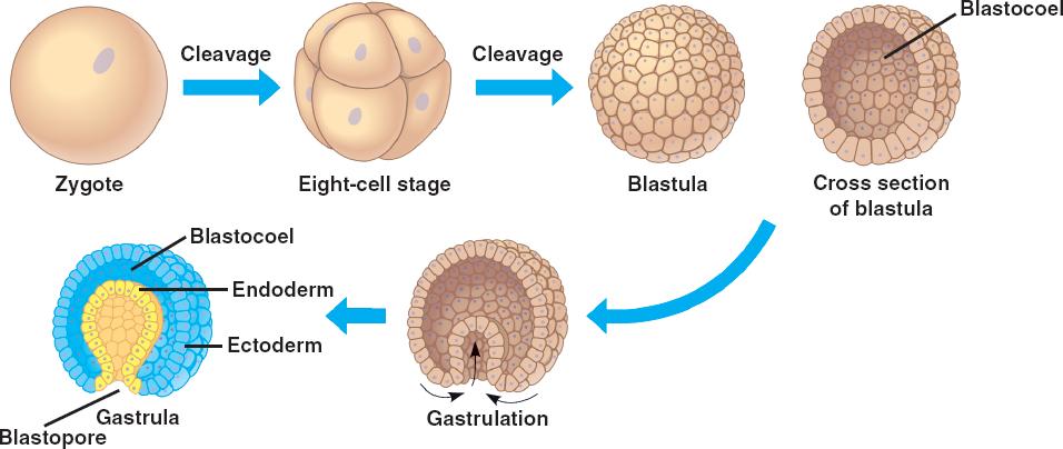 animal cell undergoing mitosis. of+mitosis+in+animal+cells