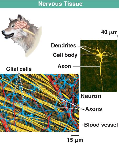 Animal Tissues