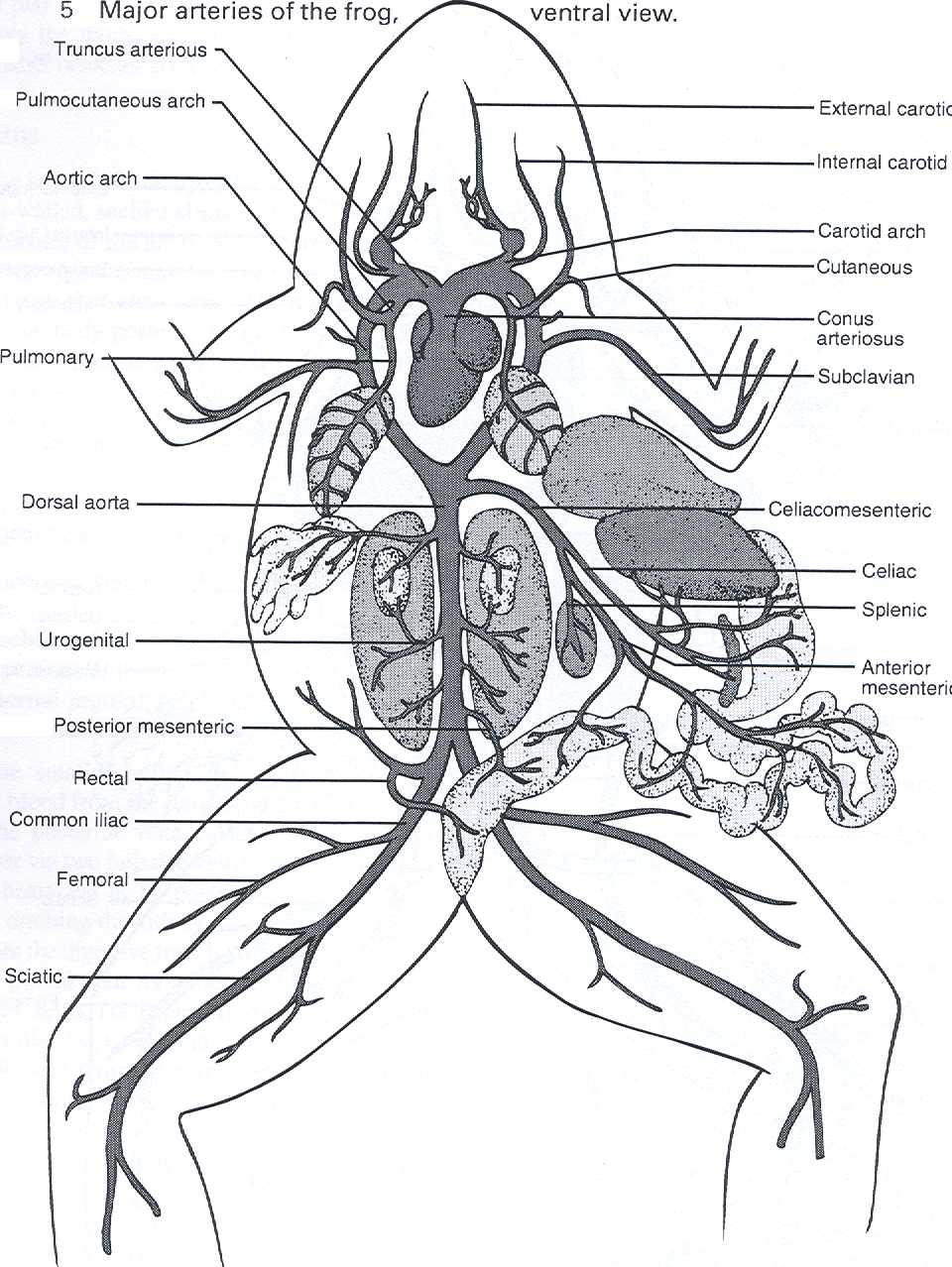 Dissection of the Frog