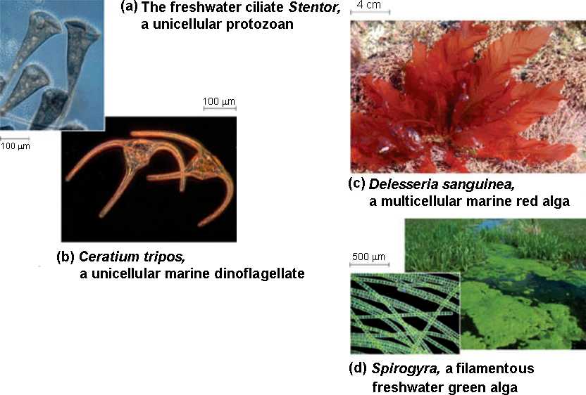Protist+types