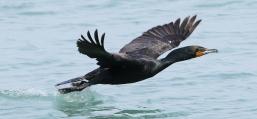 (Double-crested Cormorant) flying