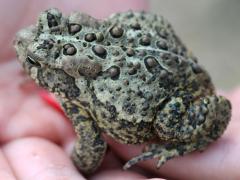 (American Toad) lateral