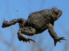 (American Toad) leaping