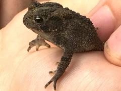 (American Toad) Anthony