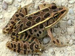 (Northern Leopard Frog) dorsal
