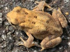 (American Toad) dorsal