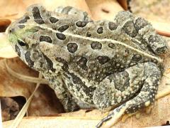 (Fowler's Toad) dorsal