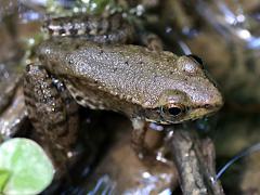 (Greenfrog) juvenile dorsal