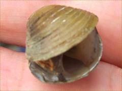 (Asian Clam) open