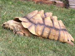 (African Spurred Tortoise) lateral