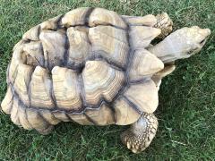 (African Spurred Tortoise) top