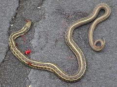 (Plains Garter Snake) dead