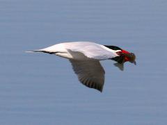 (Channel Catfish) Caspian Tern