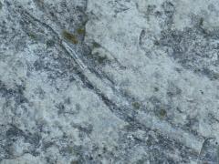 (Crinoid fossil) limestone
