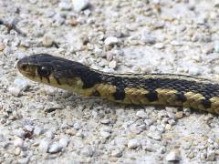 (Common Garter Snake) lateral