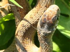 (Midland Brown Snake) head