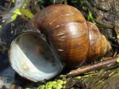 (Chinese Mystery Snail) shell