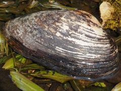 (Giant Floater Mussel) front