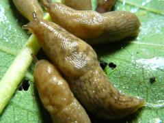 (Common Milkweed) Gray Garden Slug on Common Milkweed