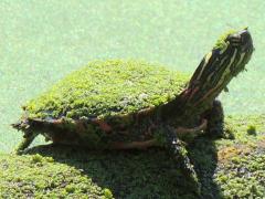 (Painted Turtle) duckweeds