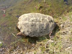 (Common Snapping Turtle) dorsal