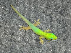 (Gold Dust Day Gecko) lateral