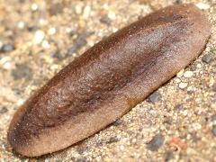 (Cuban Slug) dorsal