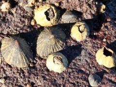 (Limpet) (Barnacle)