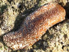 (White-spotted Sea Cucumber) tidepool