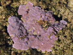 (Blue Rice Coral) tidepool