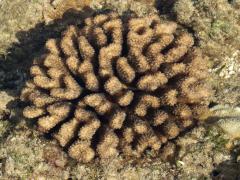 (Cauliflower Coral) tidepool