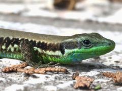 (Lebanon Lizard) lateral