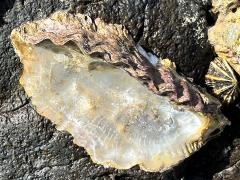 (Pacific Oyster) underside